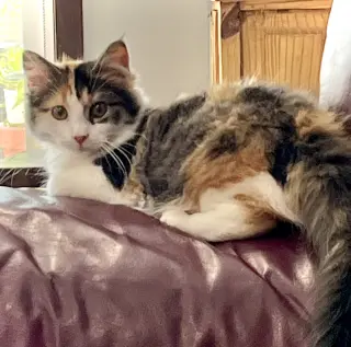 Mewly Cyrus