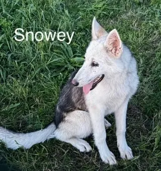 Snowey *LOCAL*