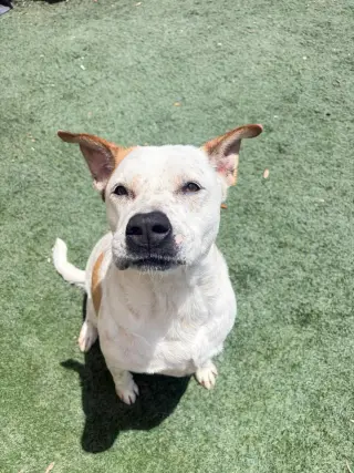 Bella