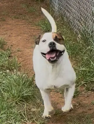 Bowser