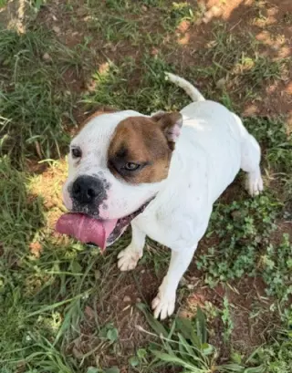 Bowser