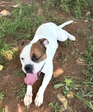 Bowser