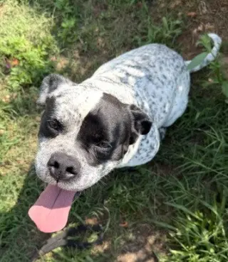 Frank