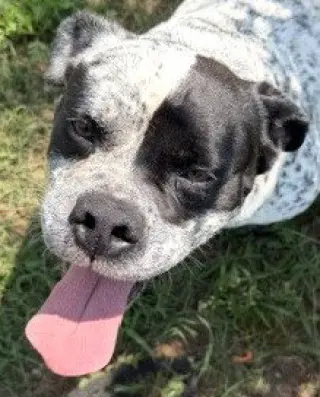 Frank
