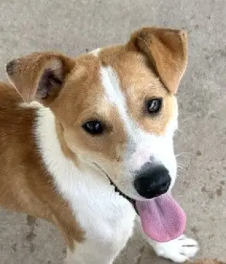 Finn