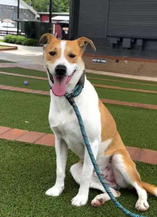 Finn