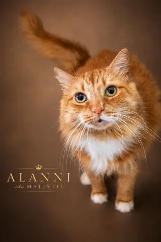 Alanni: DLH (FCID# 12/12/2023 - 80 Trainer)