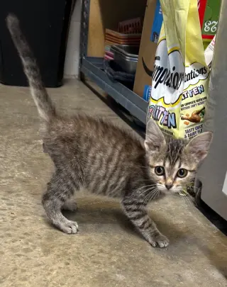 Basil