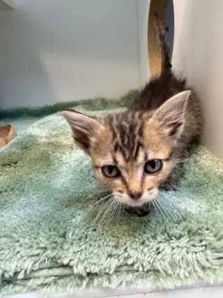 Basil