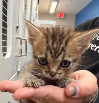 Basil