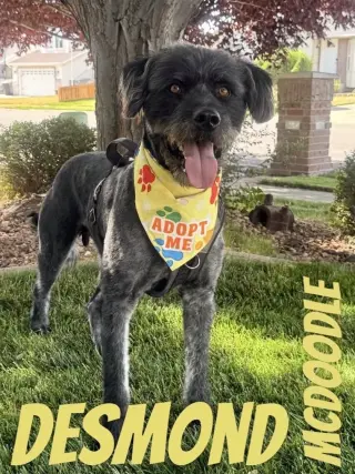 Desmond McDoodle