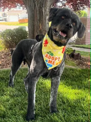 Desmond McDoodle