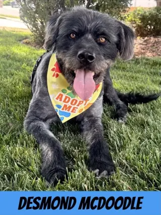 Desmond McDoodle