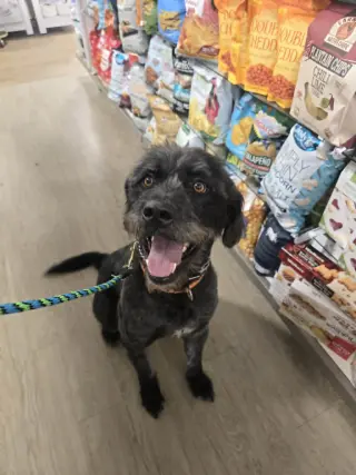 Desmond McDoodle