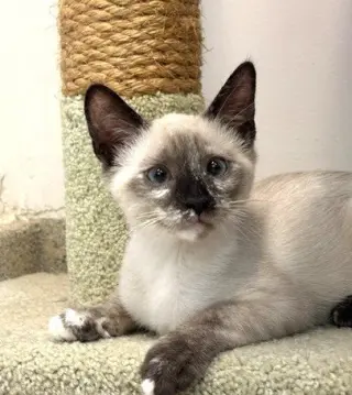 Kitten Vera