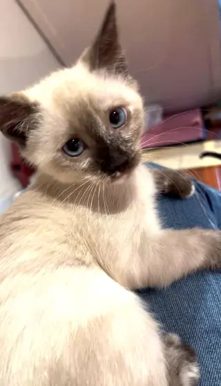 Kitten Vera