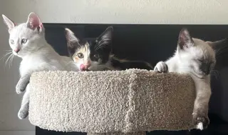 Kitten Vera