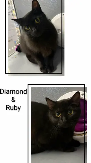 Diamond & Ruby