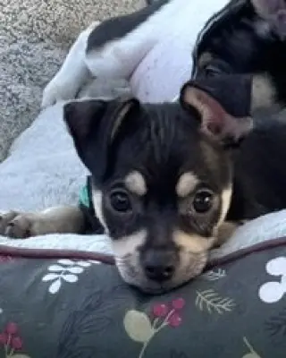Odie