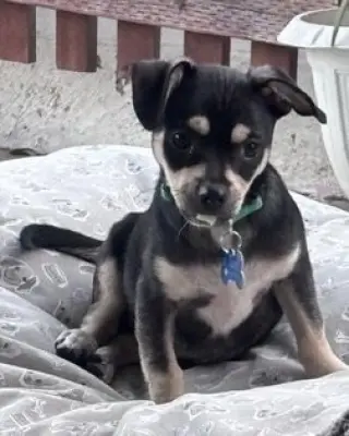 Odie
