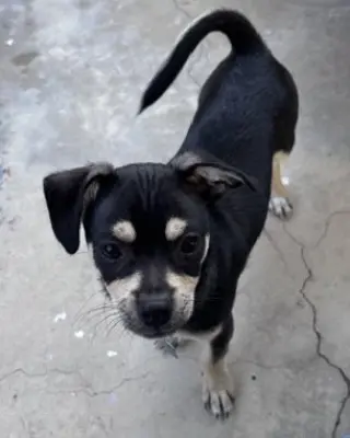 Odie