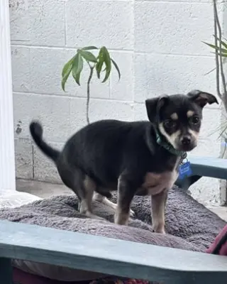Odie