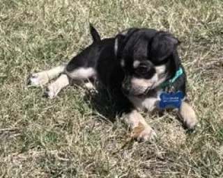 Odie