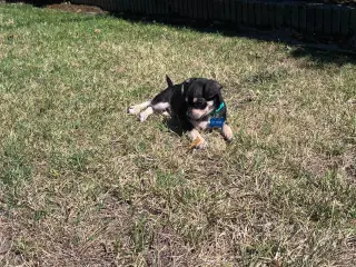 Odie