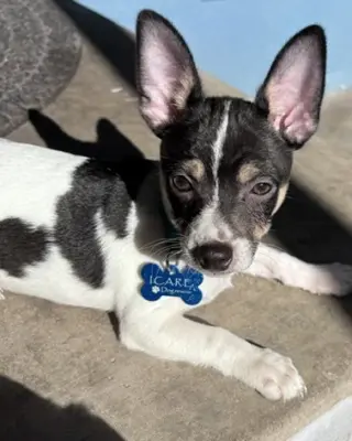 Chip