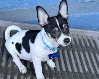 Chip