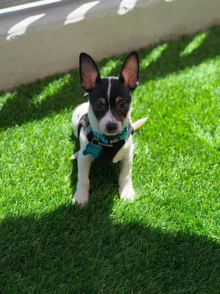 Chip