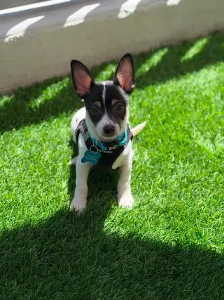 Chip