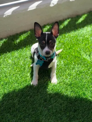 Chip