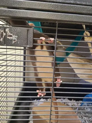 Endora