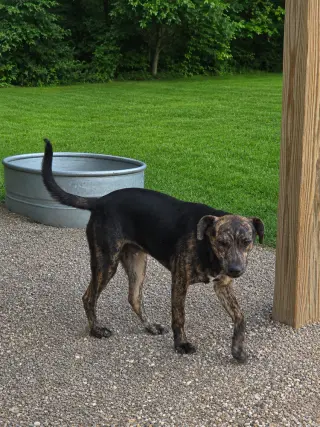 Rex