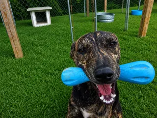 Rex