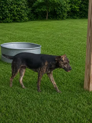 Rex