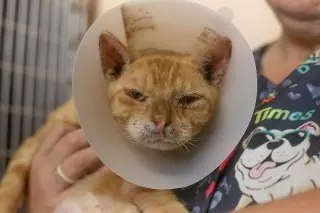 Cheeto