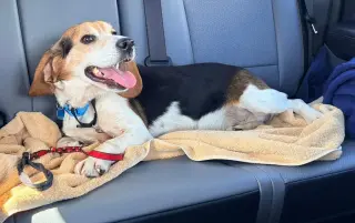 Chester