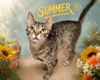 SUMMER (FCID# 06/11/2026 - 2 Trainer) C