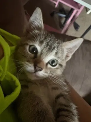 Tigress