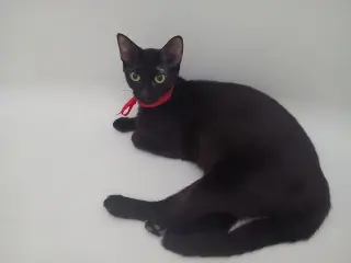 Gigi