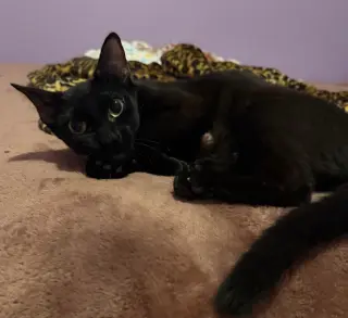 Gigi