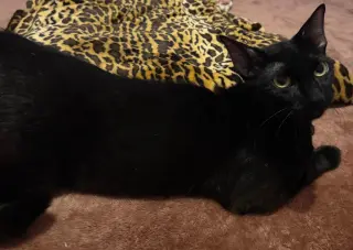 Gigi