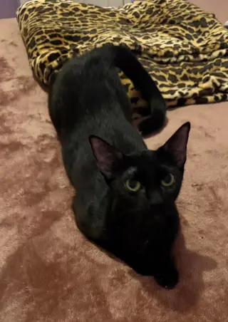 Gigi