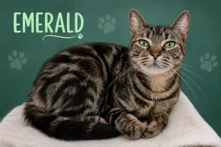 Emerald (FCID# 06/11/2026 - 3 Trainer) C