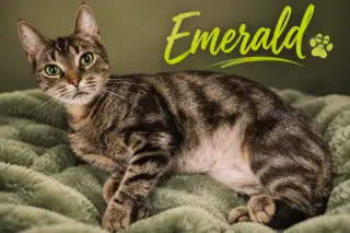 Emerald (FCID# 06/11/2026 - 3 Trainer) C
