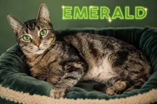 Emerald (FCID# 06/11/2026 - 3 Trainer) C