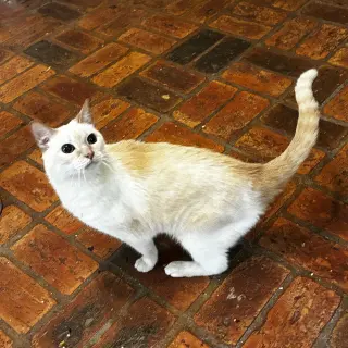 Kitty, front declawed