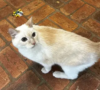 Kitty, front declawed